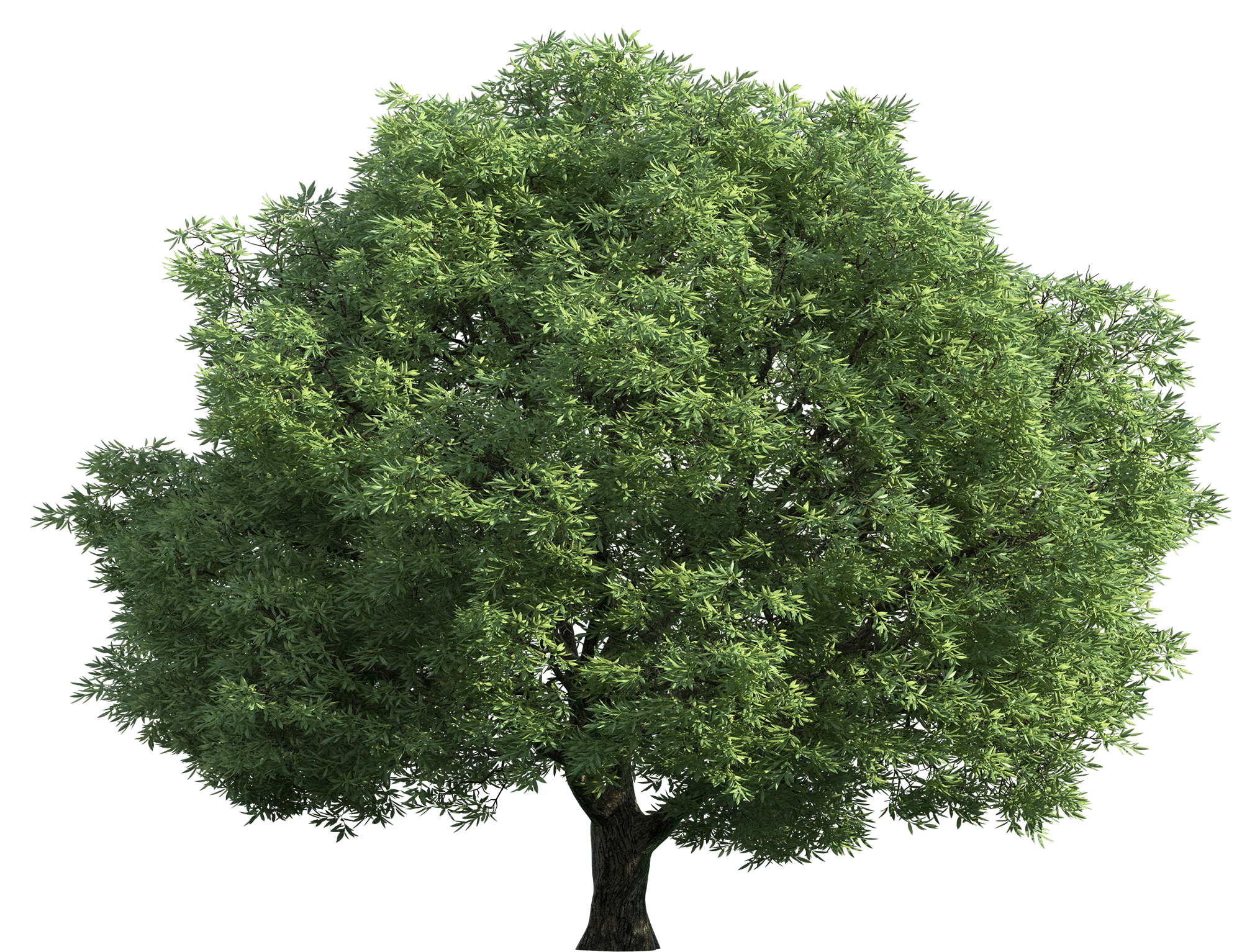 green tree